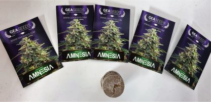 Amnesia de Gea Seeds