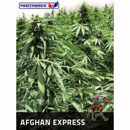 Afghan Express