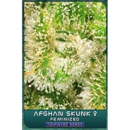 Afghan Skunk