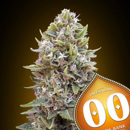 Auto Cheese Berry