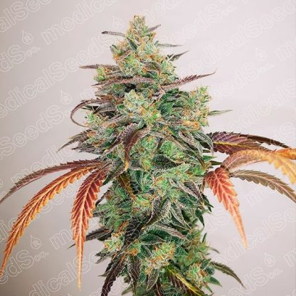 Y Griega CBD 2.0 fem. Medical seeds