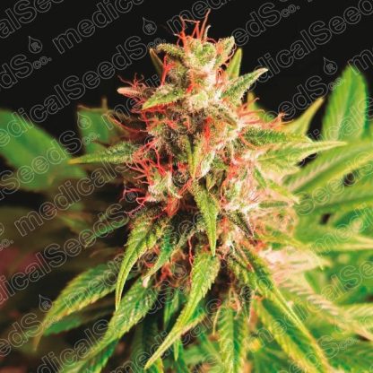 Red Cross CBD Medical seeds