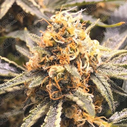 Recovery CBD Medical seeds