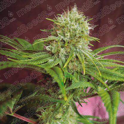 Elixir Vitae CBD Medical Seeds