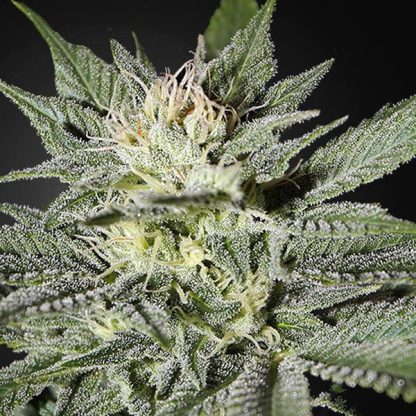 King's Kush CBD 3 u. fem. Green House