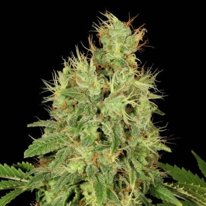 CBD Chronic 6 u. fem. Serious Seeds