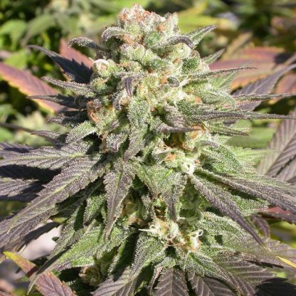 CBD Enriched Warlock 6 u. fem. Serious Seeds