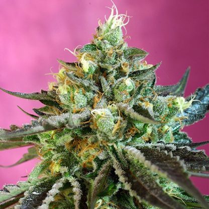 Cream Caramel CBD Sweet Seeds