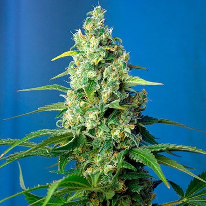 Auto CBD Sweet Pure Sweet Seeds