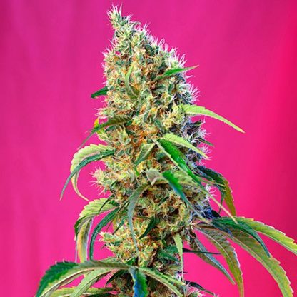 Black Jack CBD Sweet Seeds