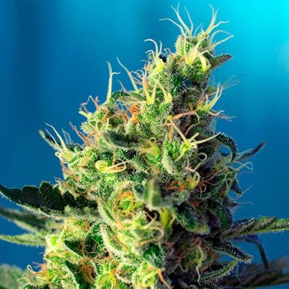 Sweet Pure CBD Sweet Seeds