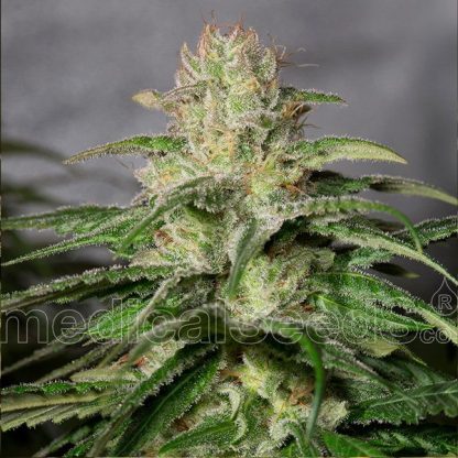 OG Kush CBD Medical Seeds