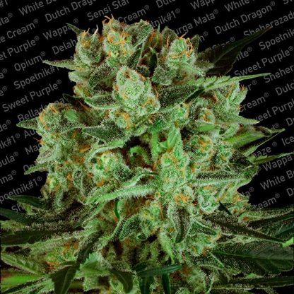 Durga Mata II CBD  Paradise Seeds