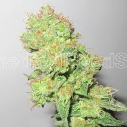 Y Griega CBD  fem. Medical seeds