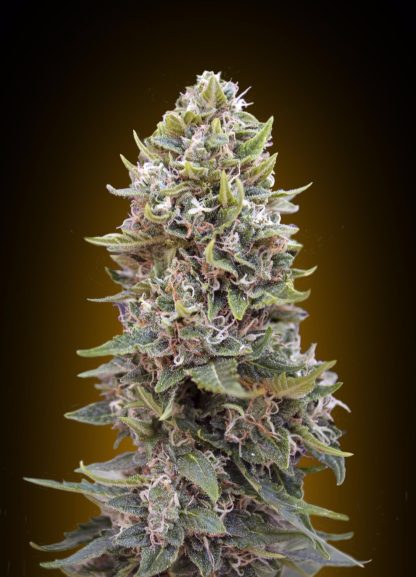 Auto Cheese Berry 5ud.