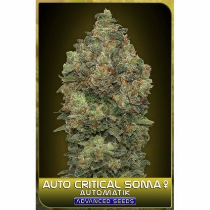 Auto Critical Soma