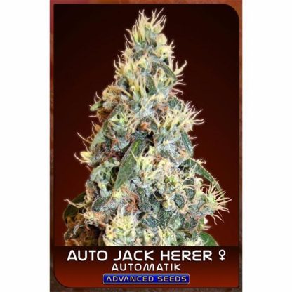 Auto Jack Herer