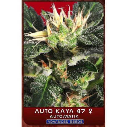 Auto Kaya 47