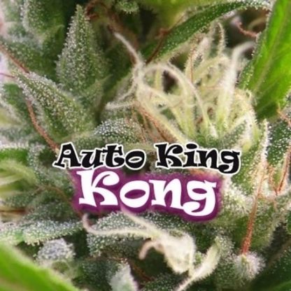 Auto King Kong