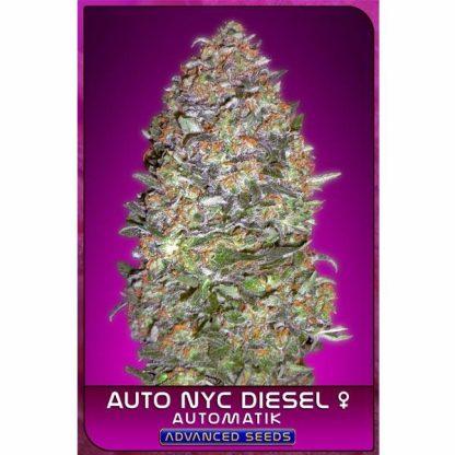 Auto NYC Diesel