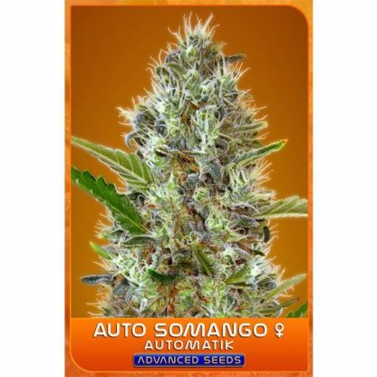 Auto Somango