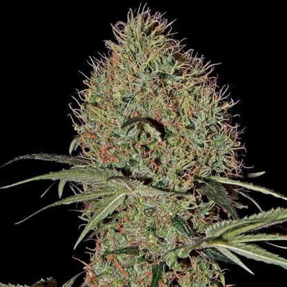 Auto Super Bud