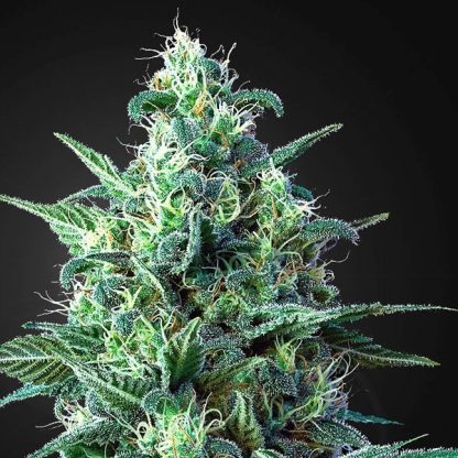 Auto White Widow CBD Green House Seeds