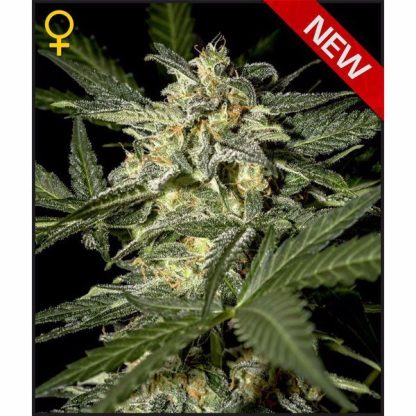 Auto White Widow Green House Seeds