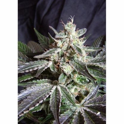 Black Jack F1