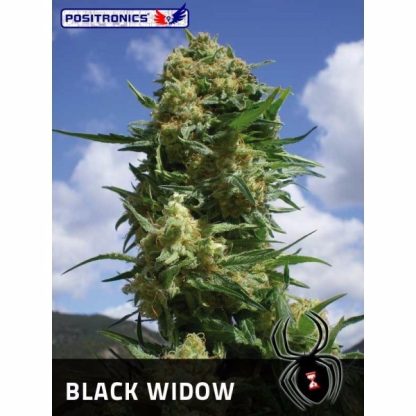 Black Widow