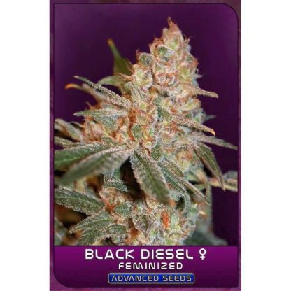 Black Diesel