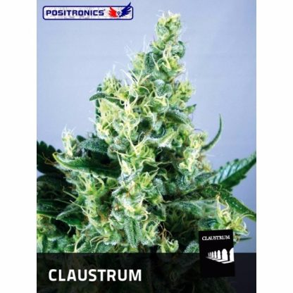 Claustrum