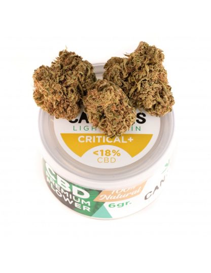 Critical + CBD Cannabis Light Spain - Imagen 2