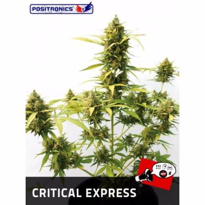 Critical Express