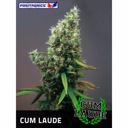 Cum Laude