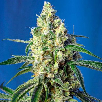 Green Poison CBD fem. Sweet Seeds Promo Aniversario