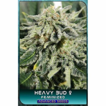 Heavy Bud