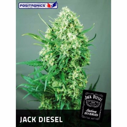 Jack Diesel