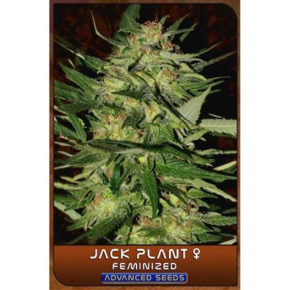 Jack Plant