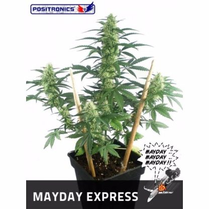 May Day Express