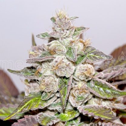 Mendocino Purple Kush Feminizada