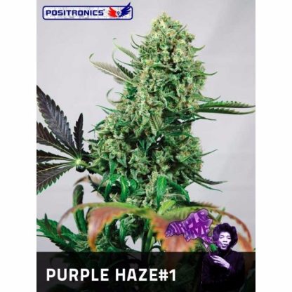 Purple Haze 1