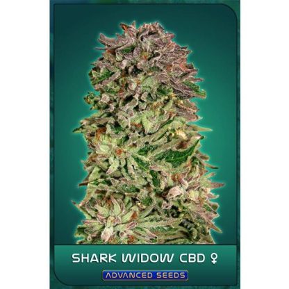 Shark Widow CBD