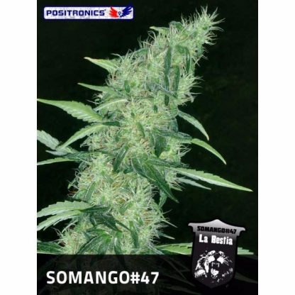 Somango 47