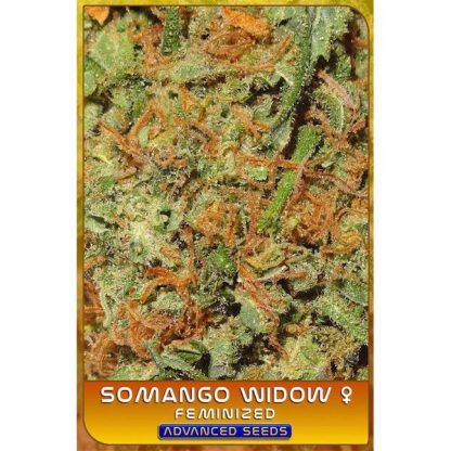 Somango Widow